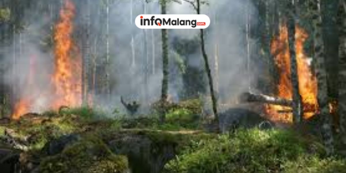 Upaya Bersama Mengendalikan Kebakaran Hutan untuk Menjaga Lingkungan