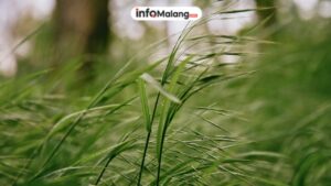 Angin Kencang Picu Pohon Beringin Tumbang di Kota Malang