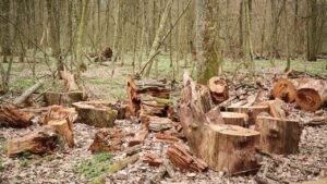 Penebangan Hutan Ilegal Picu Bencana Alam di Berbagai Daerah