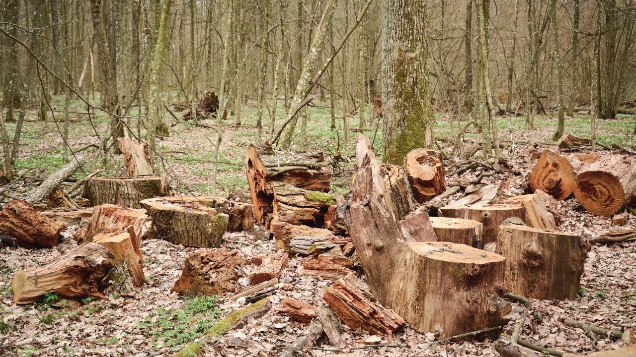Penebangan Hutan Ilegal Picu Bencana Alam di Berbagai Daerah