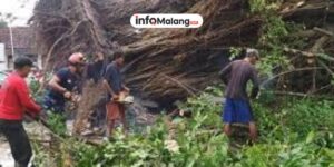 Angin Kencang Picu Pohon Beringin Tumbang di Kota Malang