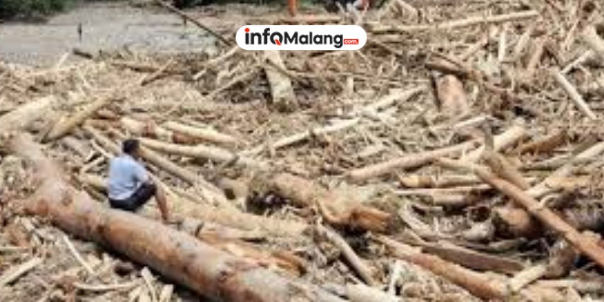 Penebangan Hutan Ilegal Picu Bencana Alam di Berbagai Daerah