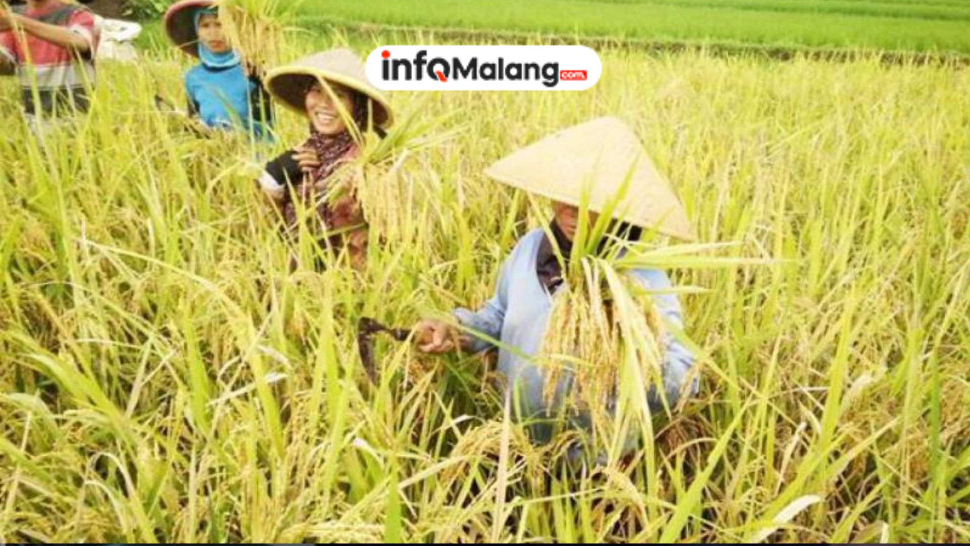 Surplus Puluhan Ribu Ton Padi, Kabupaten Malang Jadi Penopang Swasembada Pangan