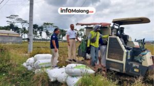BULOG Percepat Serapan Gabah Petani di Malang Tahun 2026