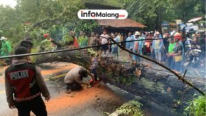Angin Kencang Picu Insiden Fatal, 1 Pohon Besar Roboh di Juwok Dampit