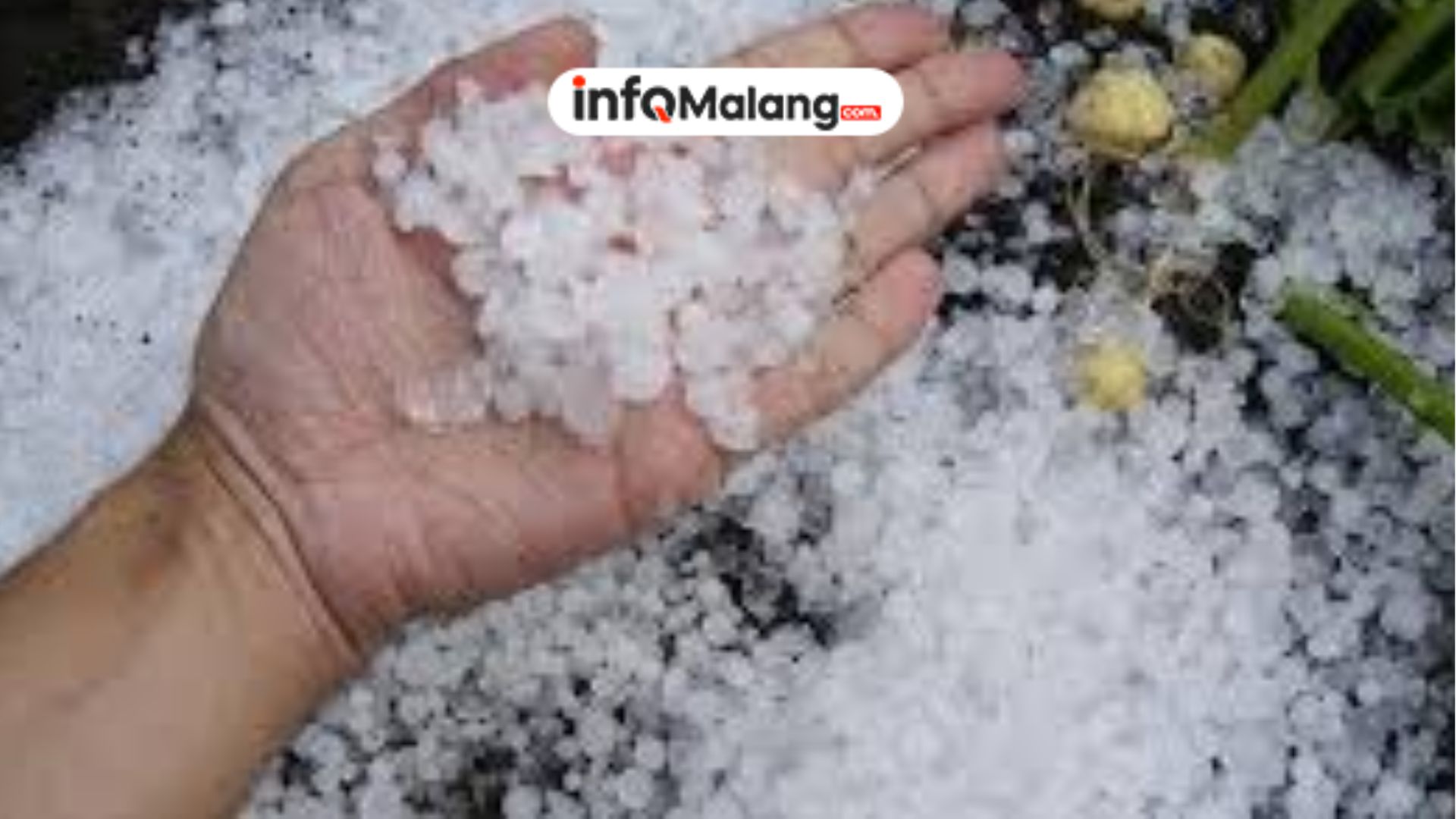 Dampak Hujan Es di Dua Kecamatan Jombang dan Imbauan Cuaca Ekstrem