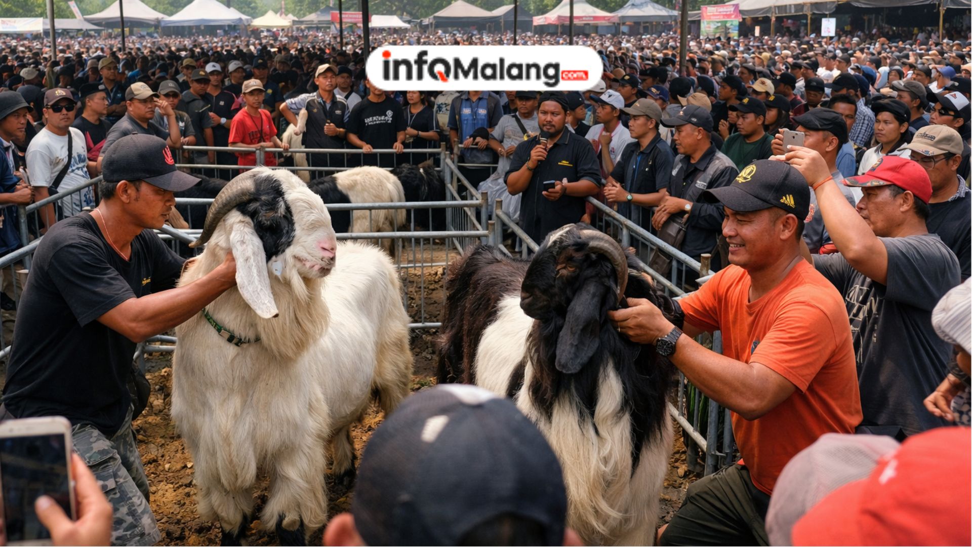 Gelaran Kontes Kambing Mapec Solidarity di Malang Disambut Meriah Ribuan Pengunjung