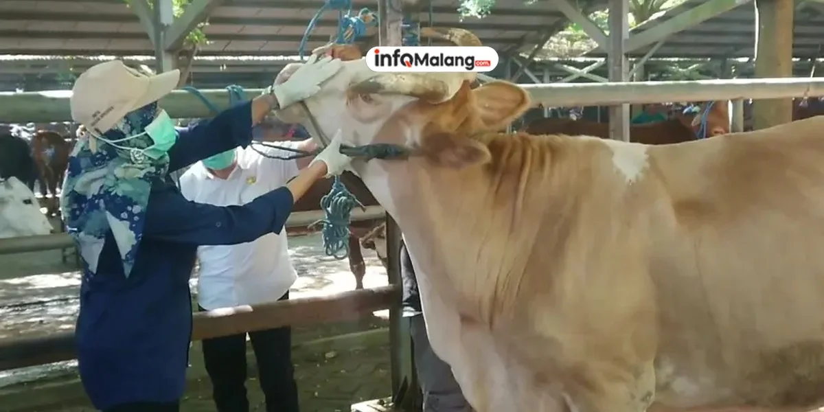 12 Kasus PMK di Kota Malang, Dispangtan Perketat Pencegahan di Tengah Ketiadaan Vaksin