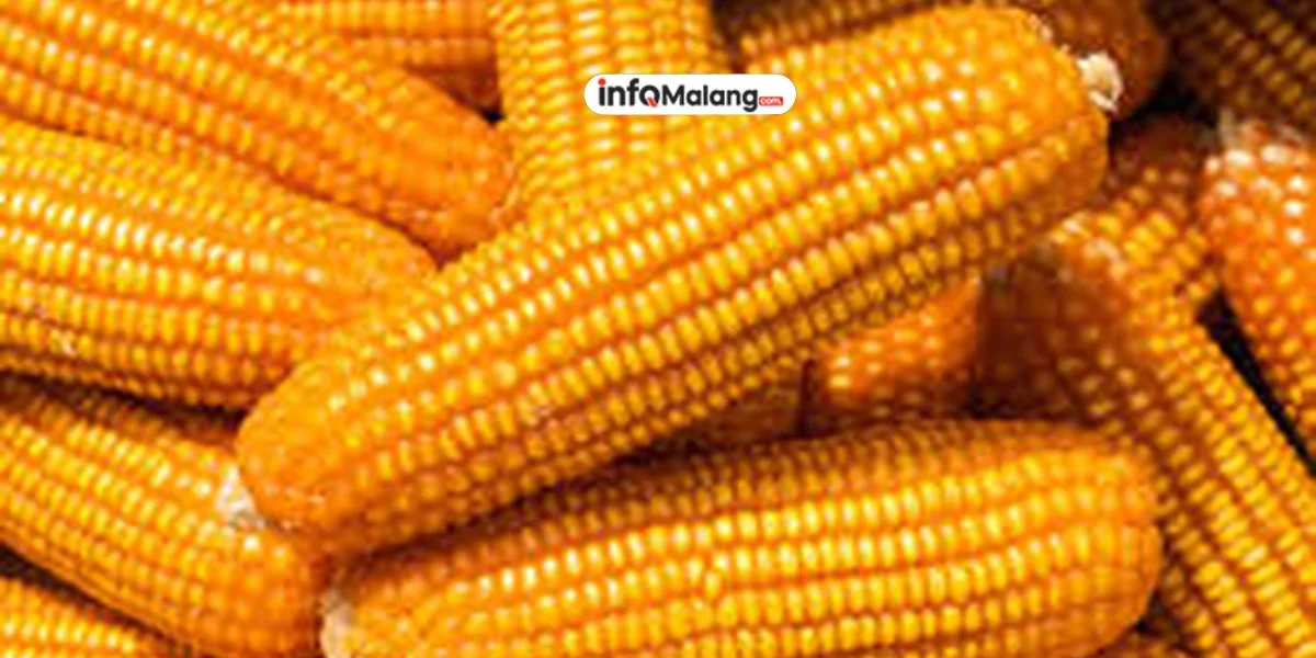 2,6 Ton Jagung SPHP Disalurkan ke Peternak Ayam Petelur di Kota Malang untuk Tekan Biaya Pakan