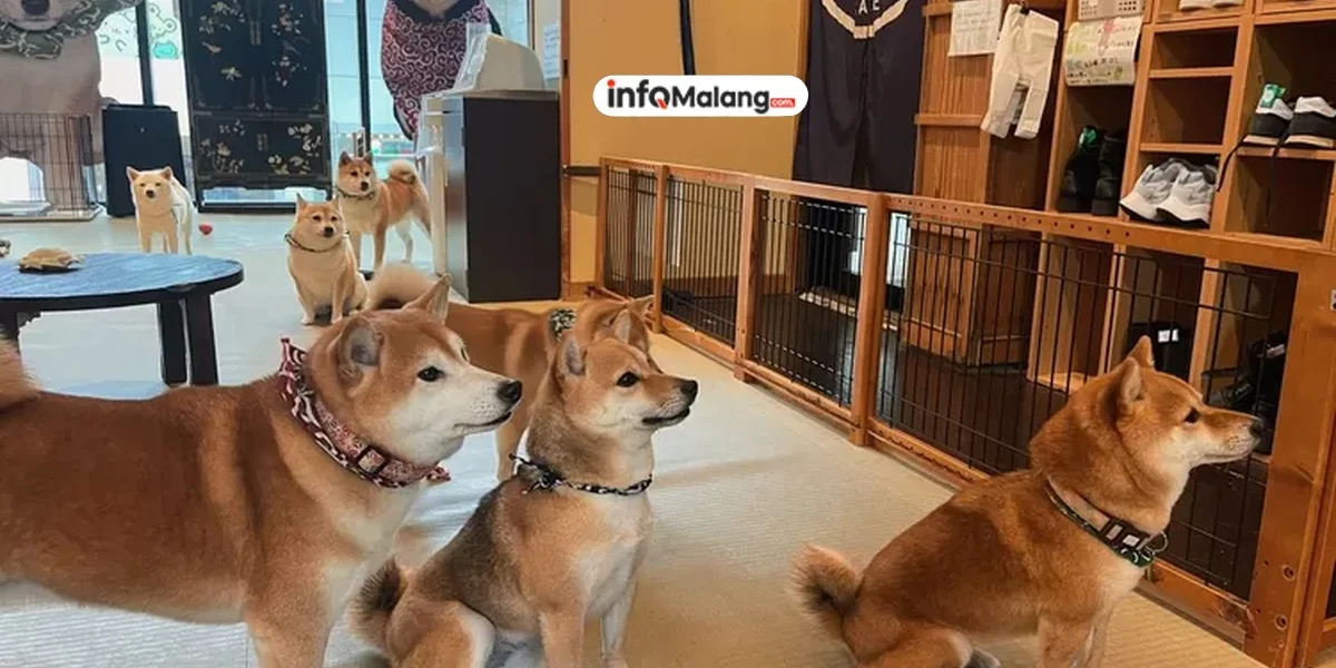 2 Tempat Makan Seru Bersama Hewan di Malang Raya