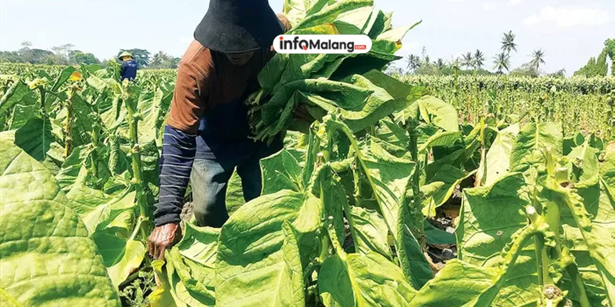 2025, Luas Lahan Tembakau di Kabupaten Malang Tembus 900 Hektare
