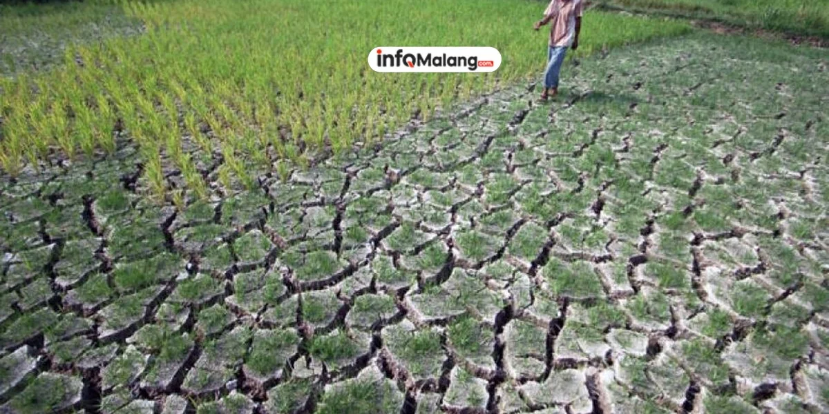 245 Hektare Sawah di Desa Sumberejo Terancam Kekeringan Akibat Menyusutnya Sumber Air Sengkaring
