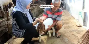 25 Sapi Positif PMK di Malang, Pemerintah Perketat Langkah Pencegahan