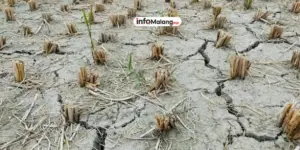 3 Desa di Kabupaten Malang Kekeringan, Ratusan KK Terdampak