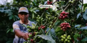 5 Daerah Penghasil Kopi Terbaik di Kabupaten Malang