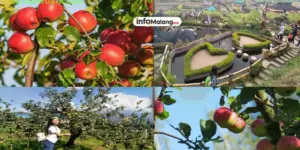 Agro Wisata Petik Apel, Sensasi Menyenangkan di Kebun Apel Malang