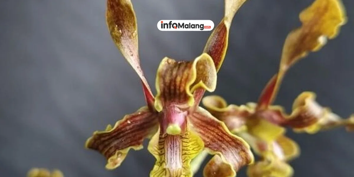 Anggrek “GAJAH BARU” Hadir Sebagai Anggrek Hibrida Baru dari Indonesia