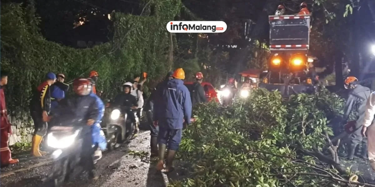 Angin Kencang Terjang Kota Malang, Sejumlah Pohon Tumbang di Berbagai Lokasi