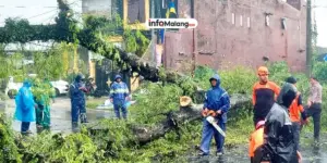 Angin Kencang Tumbangkan Tiga Pohon di Pakisaji Malang, Dua Rumah Warga Rusak