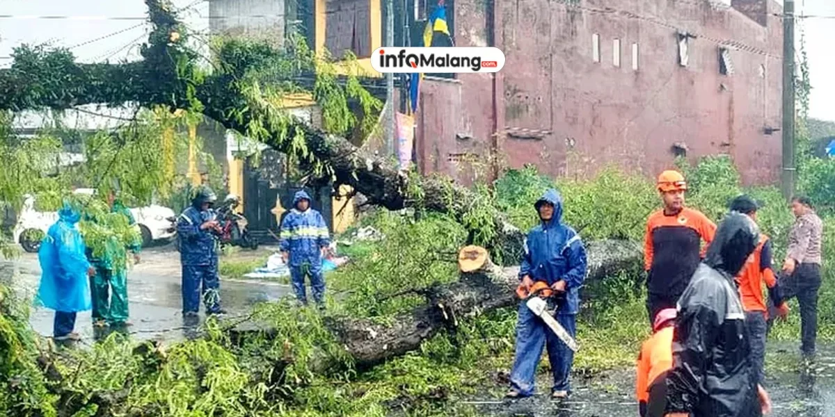 Angin Kencang Tumbangkan Tiga Pohon di Pakisaji Malang, Dua Rumah Warga Rusak