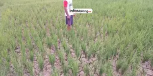 BPBD Kabupaten Malang Fokus Atasi Kekeringan Meski Hujan Mulai Turun