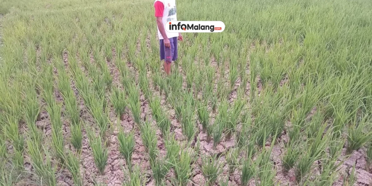 BPBD Kabupaten Malang Fokus Atasi Kekeringan Meski Hujan Mulai Turun