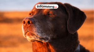 Bahaya Rabies, Gejala Awal dan Cara Penularannya