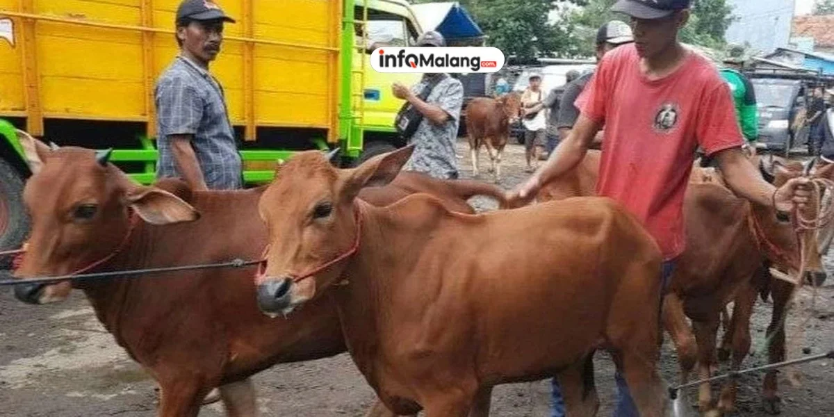 Bantuan 7.000 Vaksin PMK untuk Peternak Kecil di Kabupaten Malang