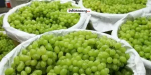 Bapanas Pastikan Anggur Shine Muscat Aman untuk Dikonsumsi Masyarakat