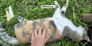 Belasan Kucing Mati Mendadak di Malang, Warga Resah dengan Kasus Serupa
