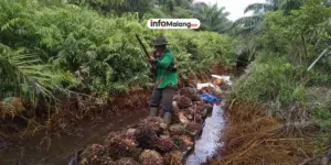 Bisnis Sawit Tetap Moncer Meski Perang! Rahasianya?