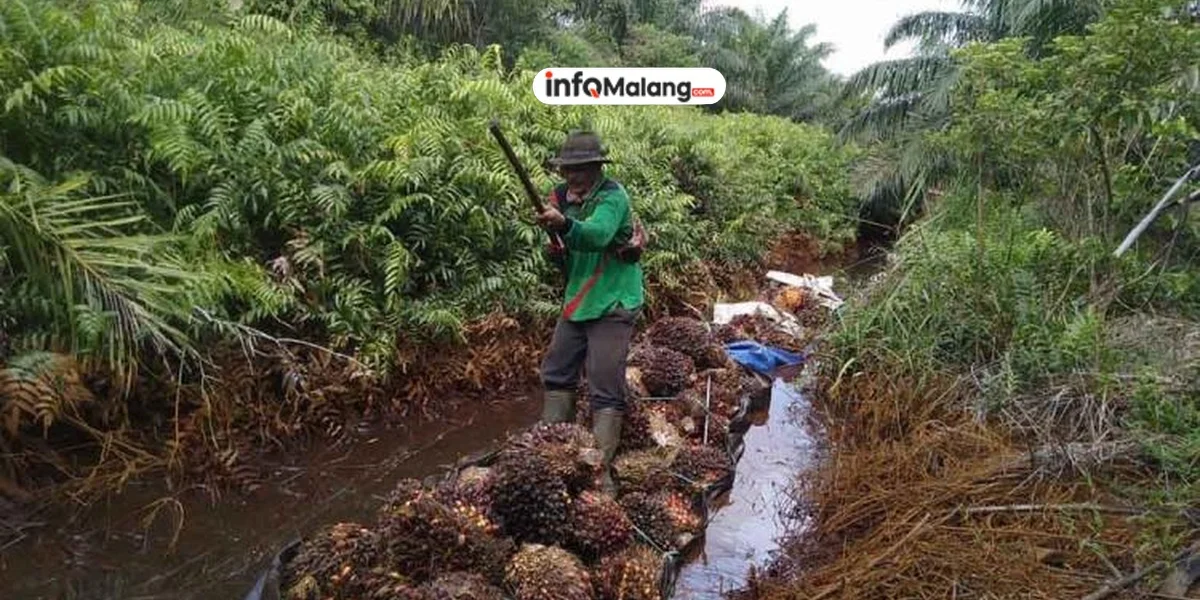Bisnis Sawit Tetap Moncer Meski Perang! Rahasianya?