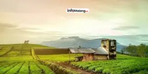 Bukit Jengkoang Rekomendasi Destinasi Menikmati Sunrise Sunset dan City Light Dekat Kota Batu