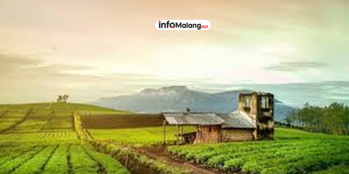 Bukit Jengkoang Rekomendasi Destinasi Menikmati Sunrise Sunset dan City Light Dekat Kota Batu