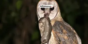 Burung Langka Atat Bali Akhirnya Pulang Kampung, Siap Dilestarikan di Tanah Asal