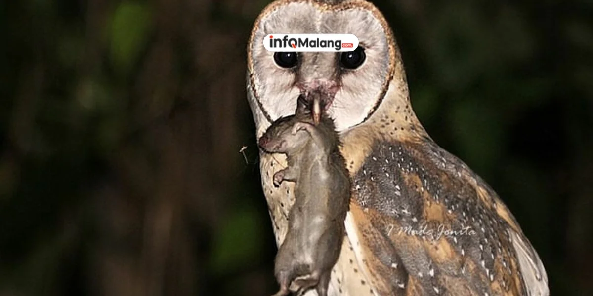 Burung Langka Atat Bali Akhirnya Pulang Kampung, Siap Dilestarikan di Tanah Asal