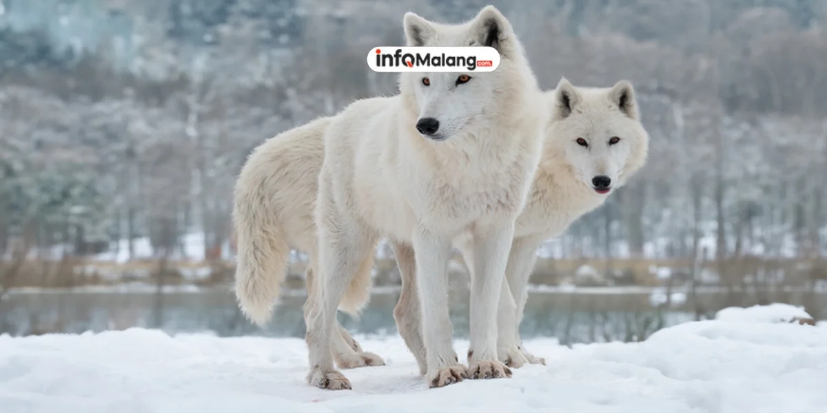 China Perkenalkan ‘Serigala Baja’ Bersenjat4, Siap Guncang Medan Tempur Masa Depan