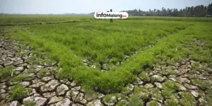 Dampak Kekeringan di Kabupaten Malang, Petani Terancam Gagal Panen Akibat Sungai Mengering