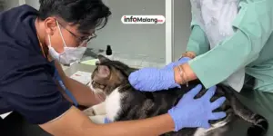 Dispangtan Kota Malang Gelar Vaksin Rabies dan Kastrasi Kucing Gratis