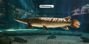 Dispangtan Kota Malang dan KKP RI Lakukan Sidak Terkait Ikan Aligator Gar di Pasar Splendid