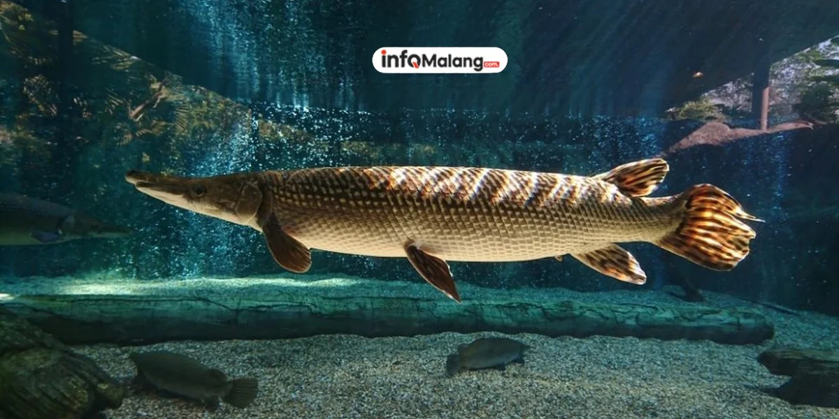 Dispangtan Kota Malang dan KKP RI Lakukan Sidak Terkait Ikan Aligator Gar di Pasar Splendid