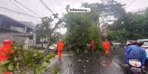 Diterjang Hujan Deras, Truk di Malang Tertimpa Pohon Beringin