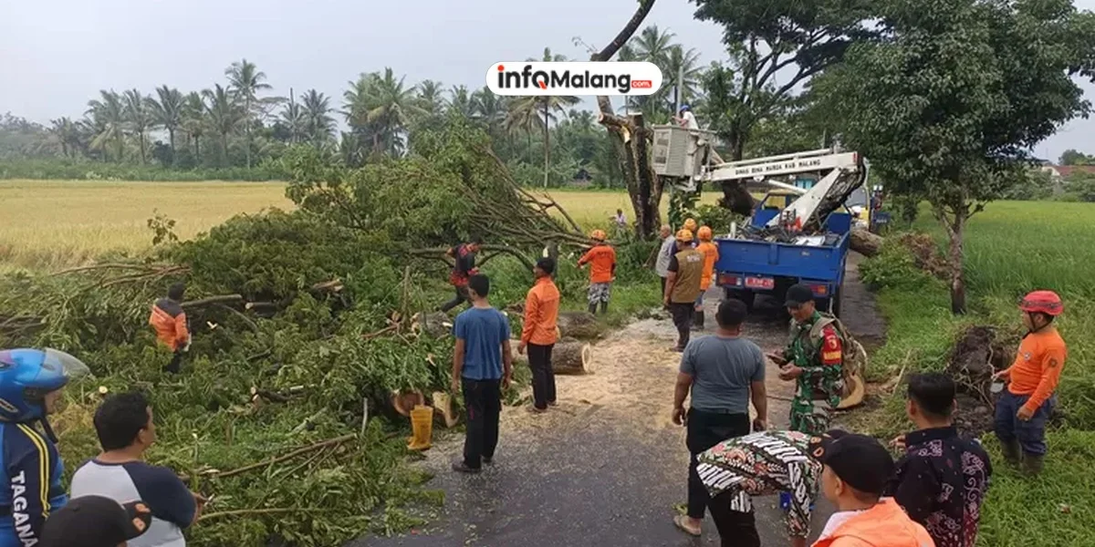 Dua Pohon Trembesi Tumbang di Jalan Yos Sudarso Akibat Angin Kencang