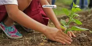 Dukungan Norwegia, 1.000 Pohon Hiasi Kota Malang