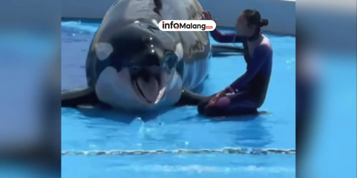 Fakta Sebenarnya di Balik Video “Jessica Radcliffe” Diser4ng Paus Orca yang Ternyata Buatan AI