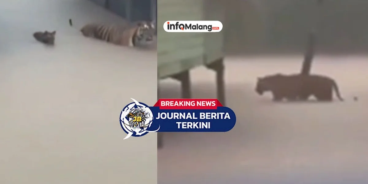 Fakta di Balik Video Hoaks Orca Serang Pelatih: Benarkah Paus Pembunuh Bisa Memakan Manusia?