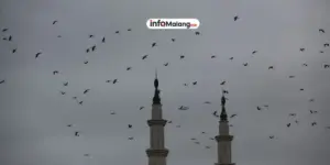 Fenomena Burung Bertengger di Kabel Listrik Dinoyo, Malang