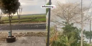 Fenomena Langka Hujan Kapas dari Pohon Randu Bikin Takjub Warga Ngawi