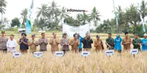 Festival Panen Makmur di Desa Tulungrejo, Pujon: Dukung Petani Lokal untuk Hasil Optimal