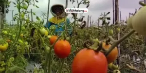 Harga Tomat Meroket, Stok Minyakita di Kota Malang Menipis